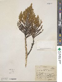 Andicolea thuyoides image