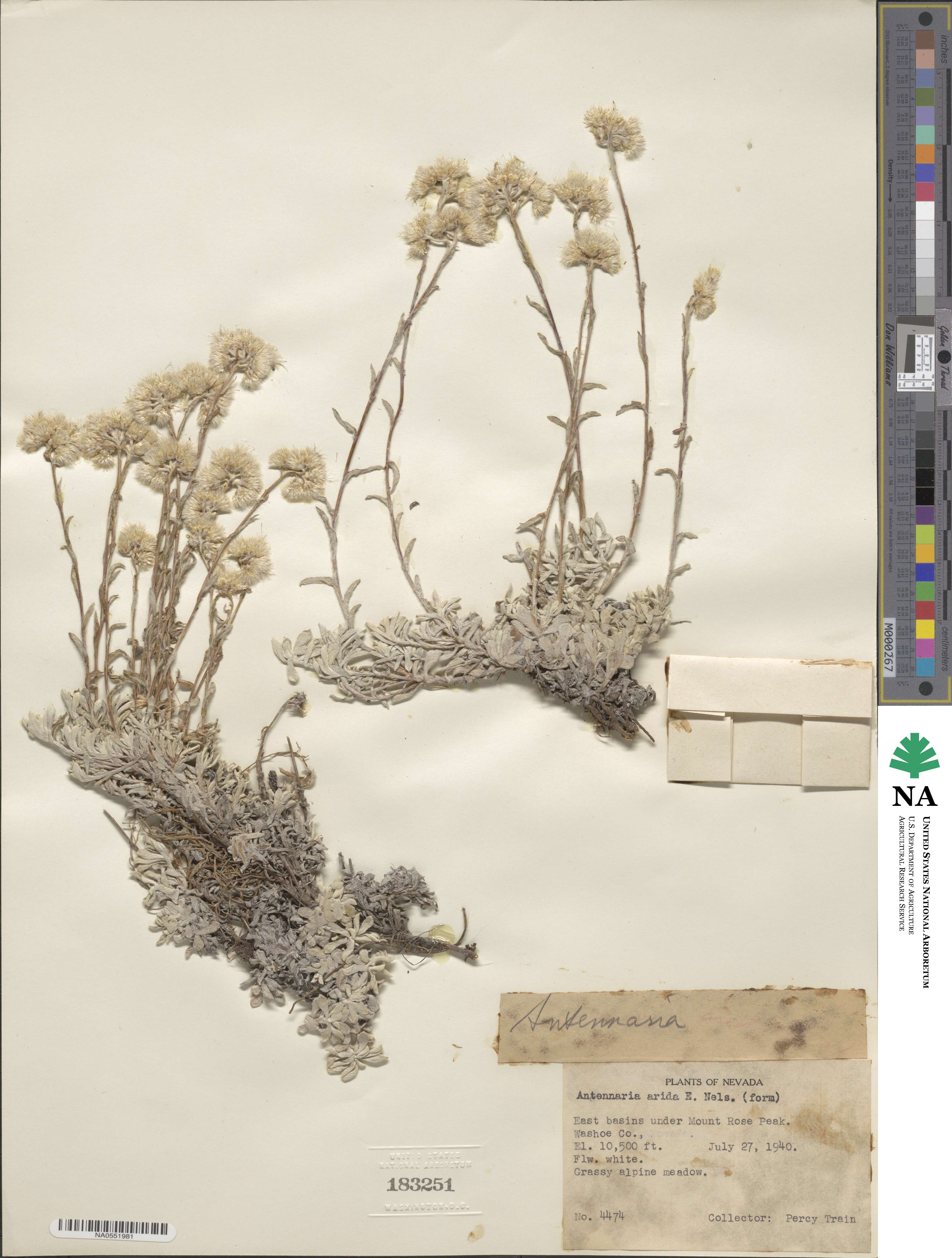 Antennaria rosea subsp. arida image