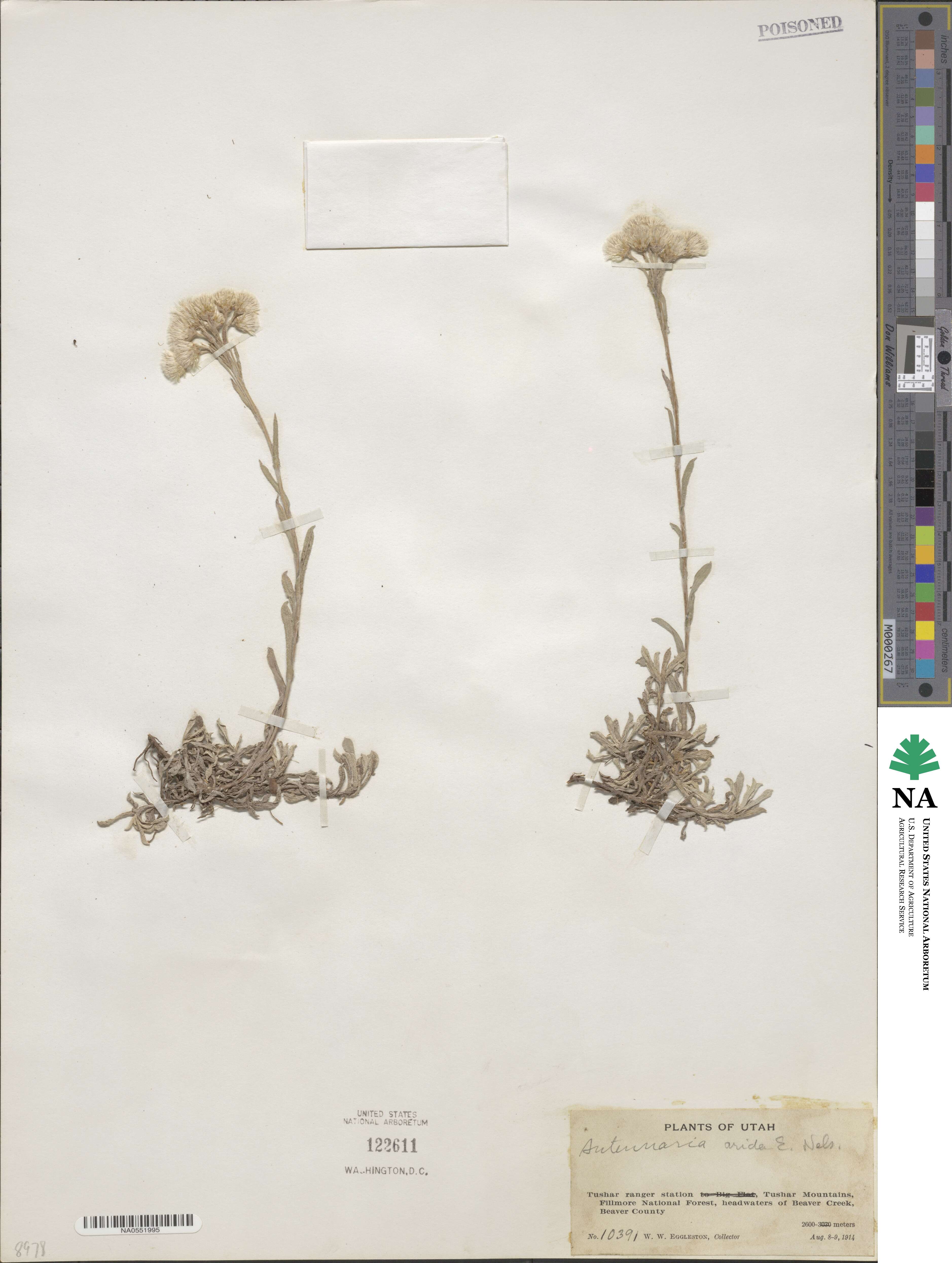 Antennaria image
