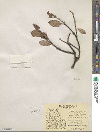 Salix calcicola image