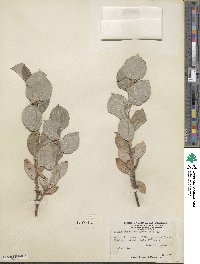 Salix calcicola image