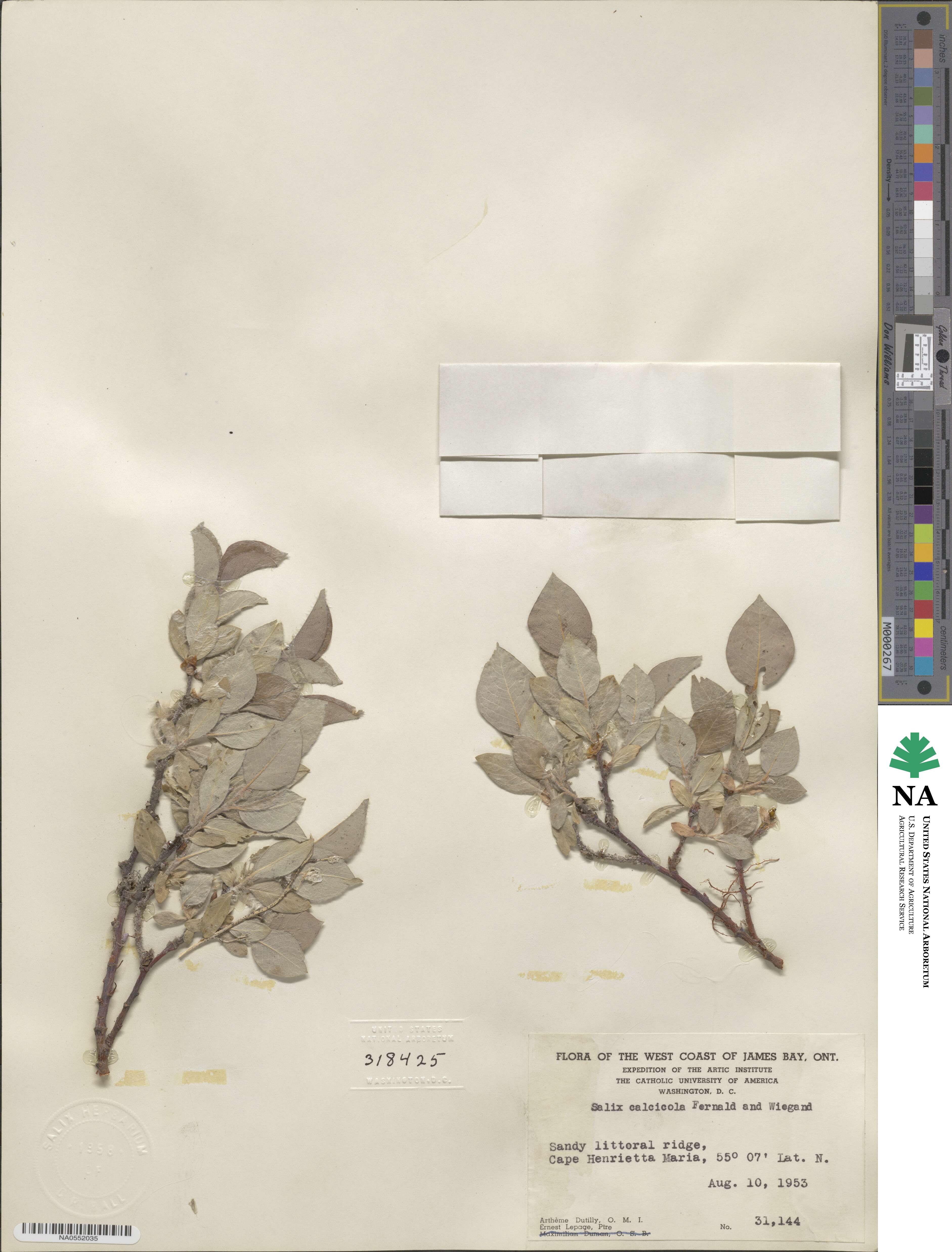 Salix calcicola image
