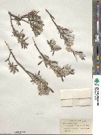 Salix candida image