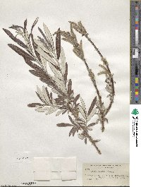 Salix candida image