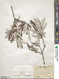 Salix candida image