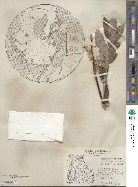 Salix candida image