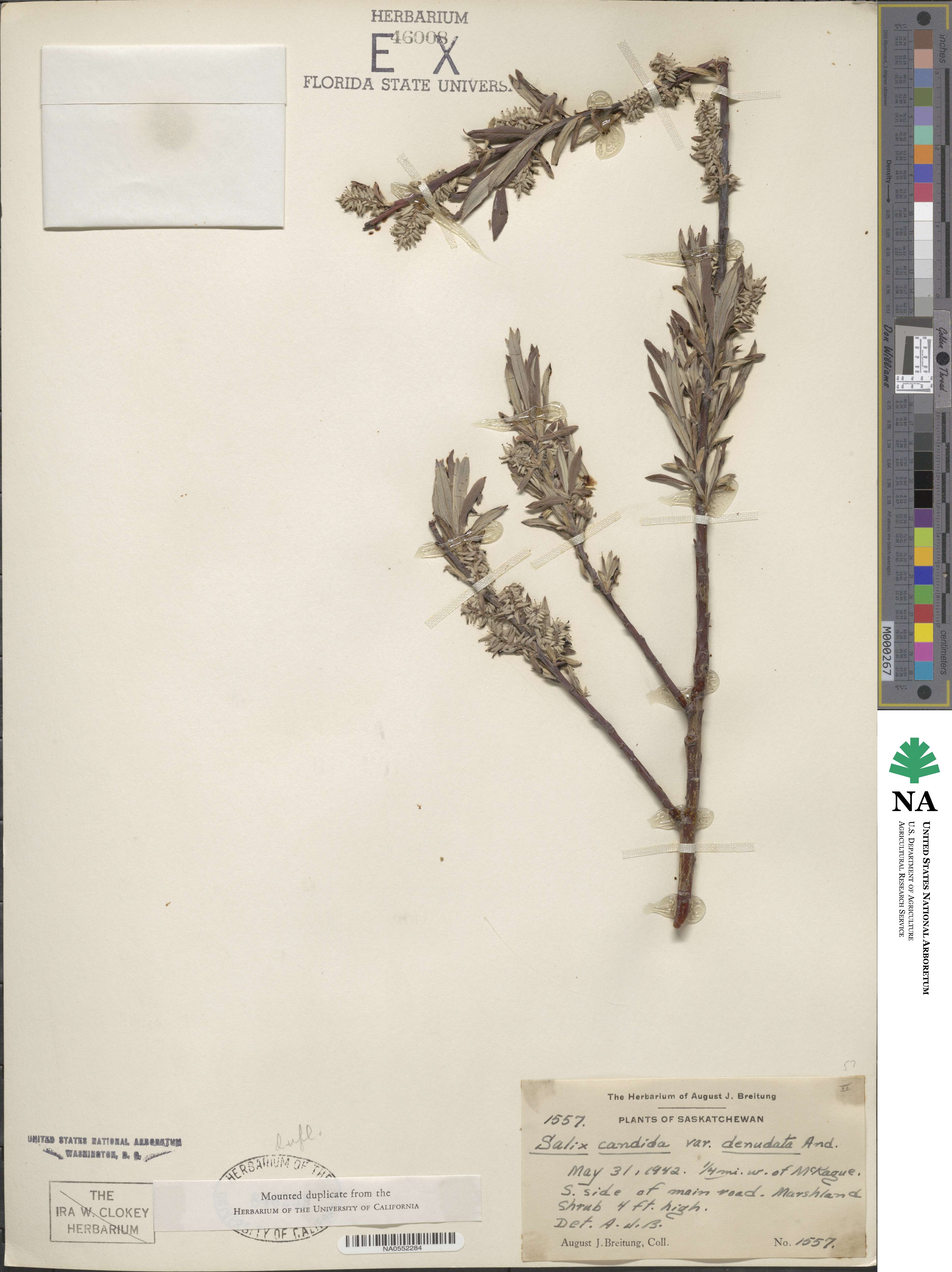 Salix candida image