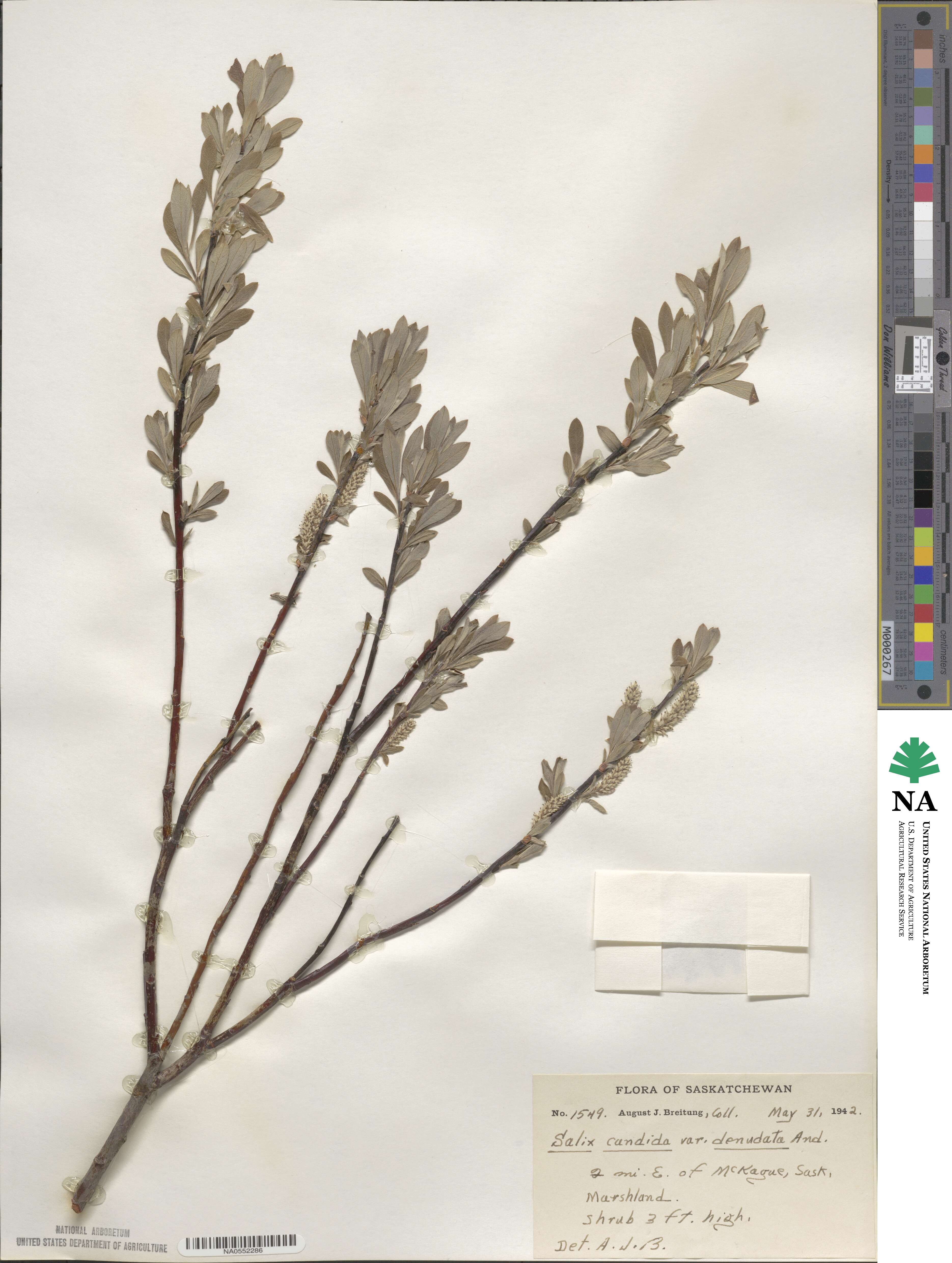 Salix candida image