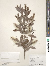 Salix caroliniana image