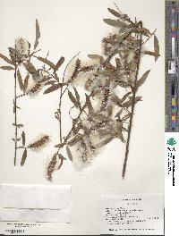 Salix caroliniana image