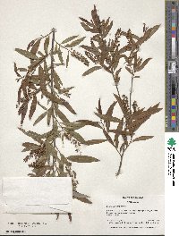 Salix caroliniana image