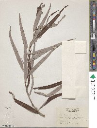 Salix caroliniana image