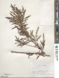 Salix caroliniana image