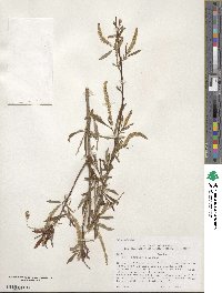 Salix caroliniana image