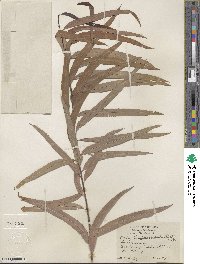 Salix caroliniana image