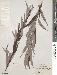 Salix caroliniana image