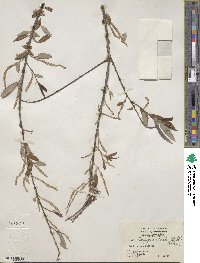 Salix caroliniana image