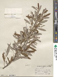 Salix caroliniana image