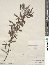 Salix caroliniana image