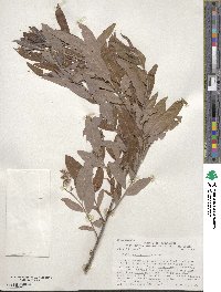 Salix caroliniana image