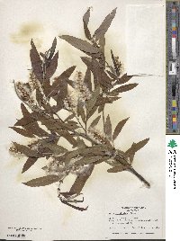 Salix caroliniana image