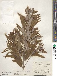 Salix caroliniana image