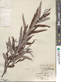 Salix caroliniana image