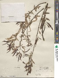 Salix caroliniana image