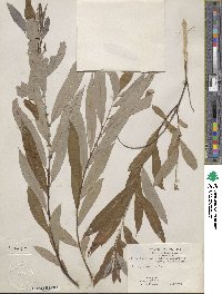 Salix caroliniana image