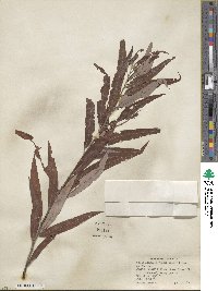 Salix caroliniana image