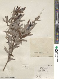 Salix caroliniana image