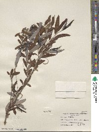 Salix caroliniana image