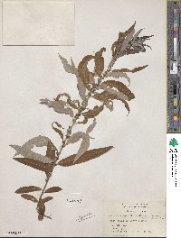 Salix caroliniana image