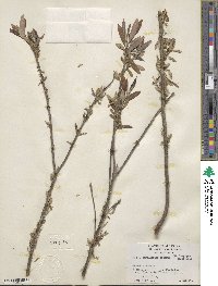 Salix caroliniana image