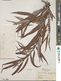 Salix caroliniana image