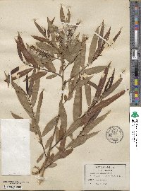 Salix caroliniana image