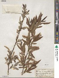 Salix caroliniana image