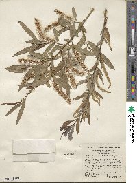 Salix caroliniana image