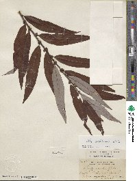 Salix caroliniana image