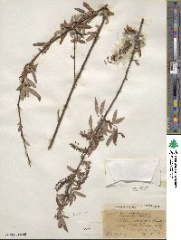 Salix caroliniana image