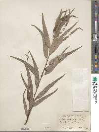 Salix caroliniana image