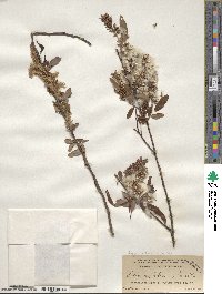 Salix caroliniana image