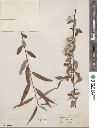 Salix caroliniana image