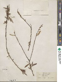 Salix caroliniana image