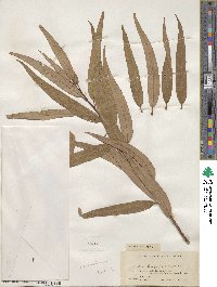 Salix caroliniana image