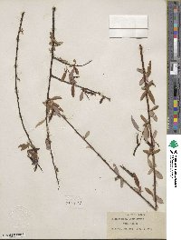 Salix caroliniana image