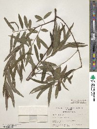 Salix caroliniana image