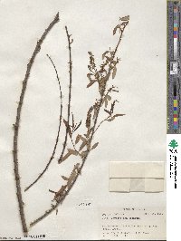 Salix caroliniana image