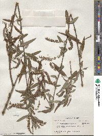 Salix caroliniana image