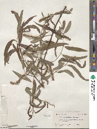 Salix caroliniana image